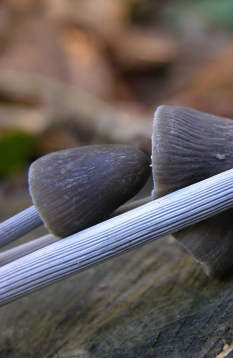 4 Mycena facili facili...